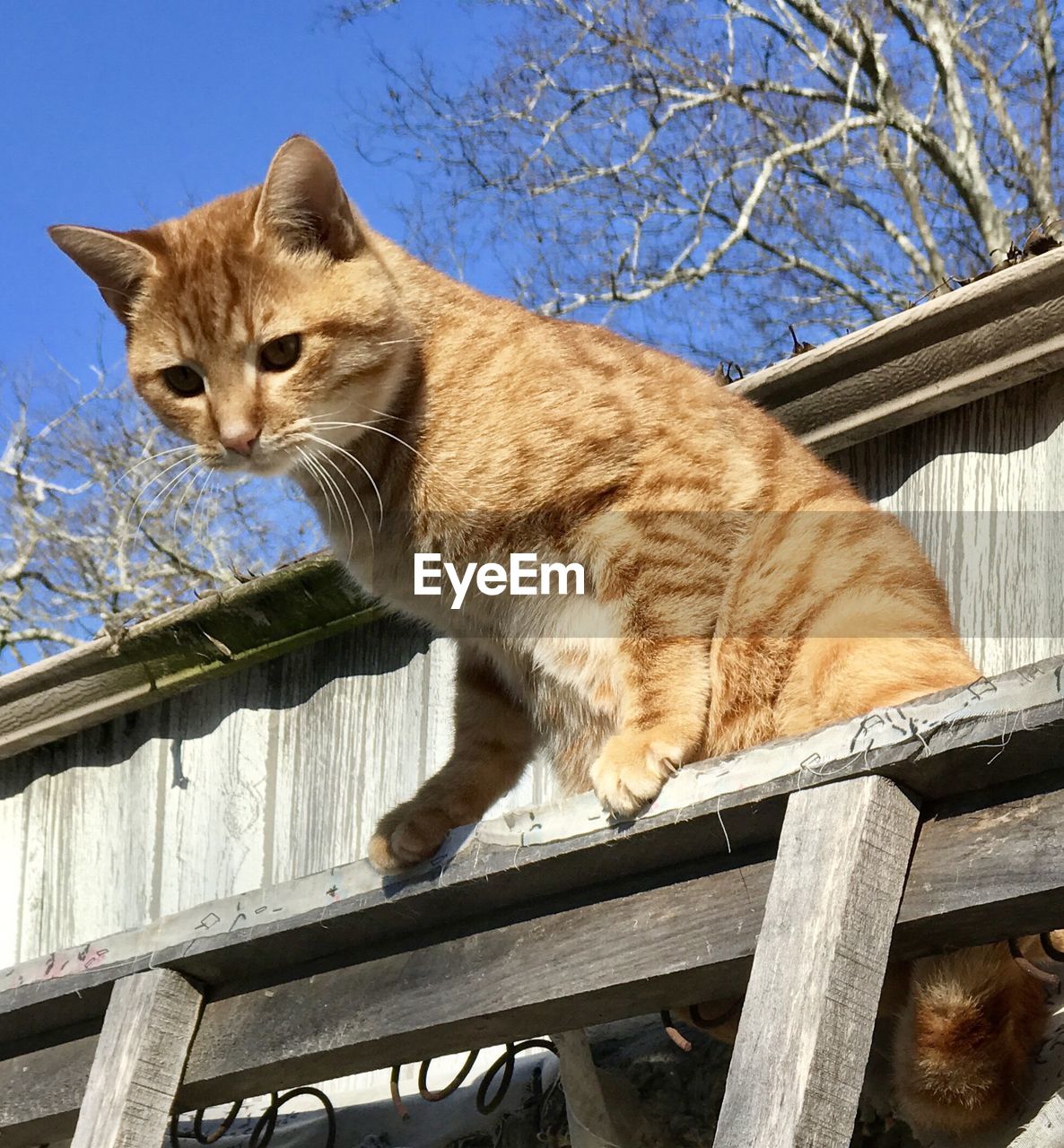 CAT SITTING ON WOOD