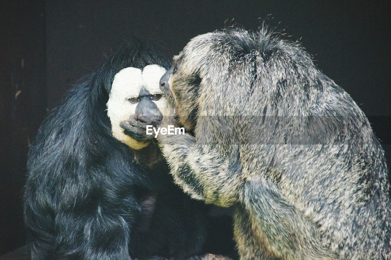 Monkey biting white faced saki