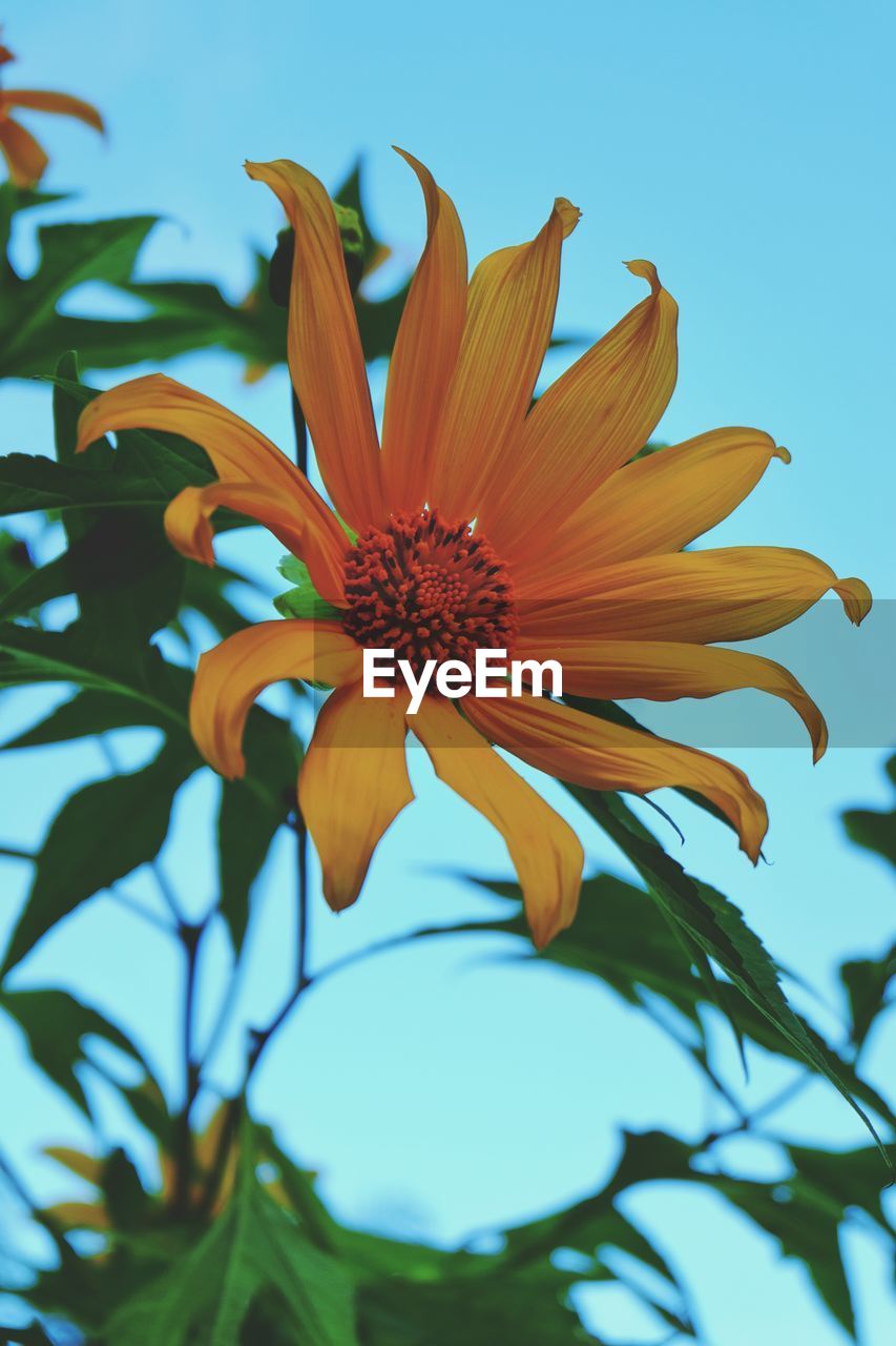 Close-up of flowering plant against blue sky