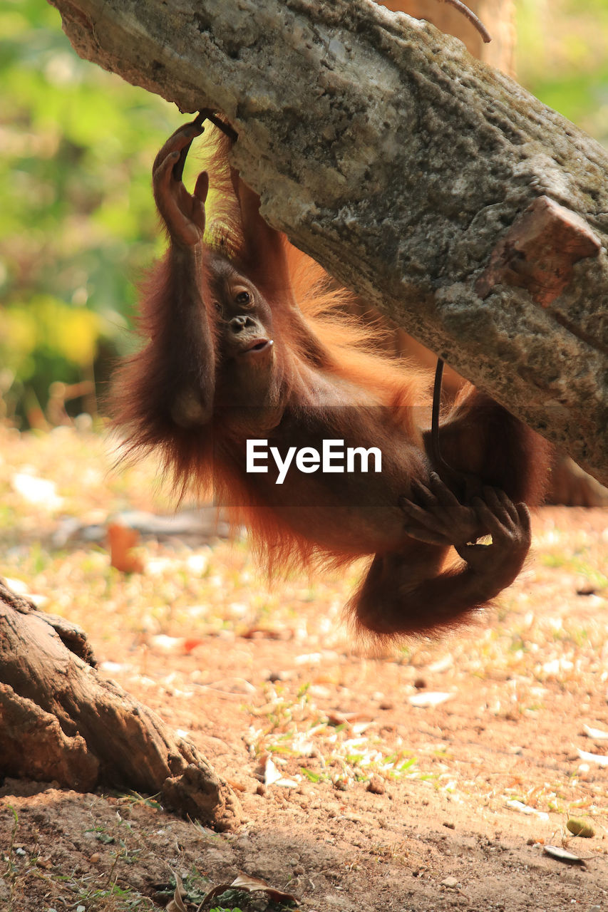 Close-up of brown orangutan on tree 