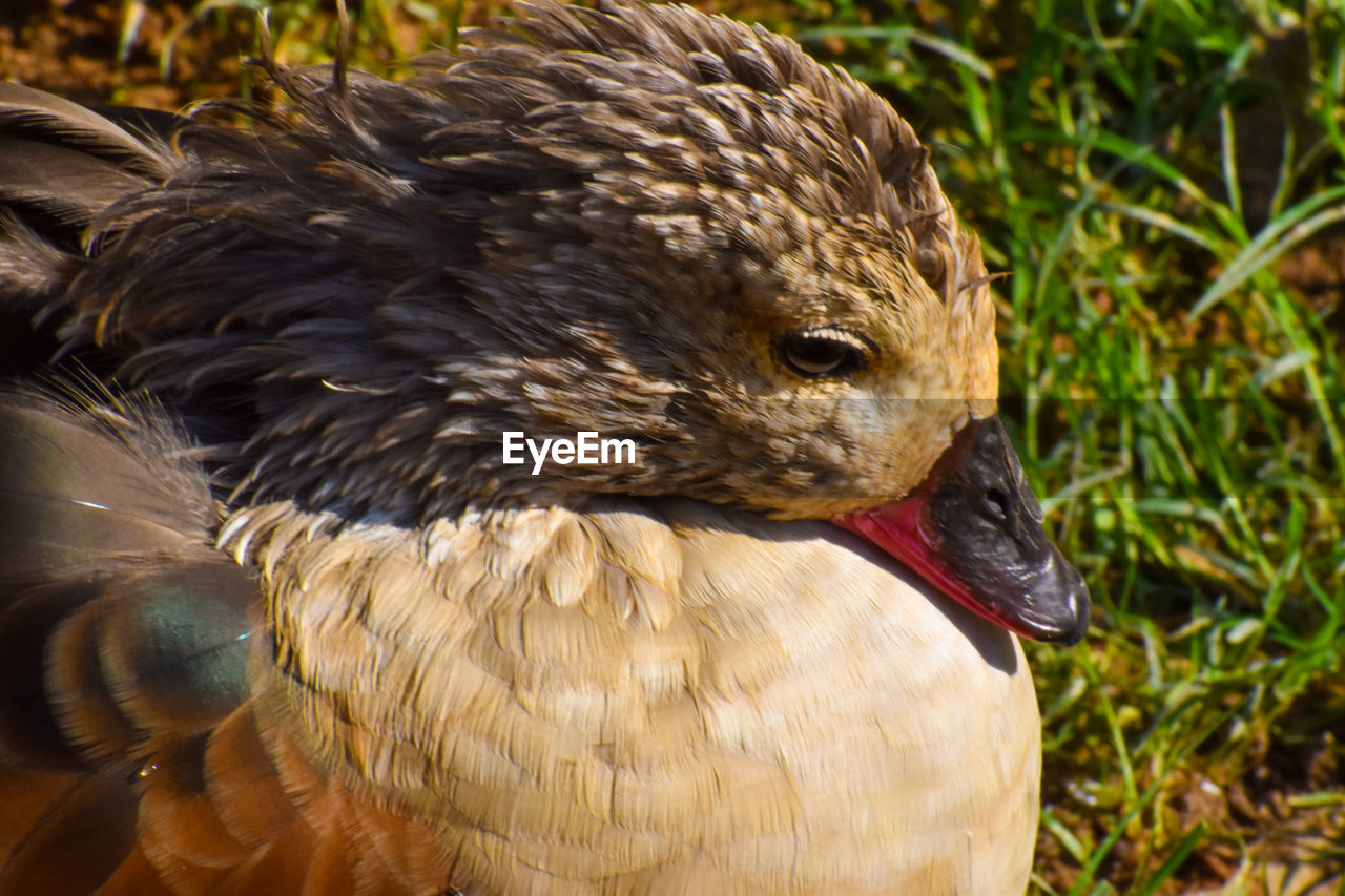 Cute closeup of feathers on a pretty sleeping duck water fowl 