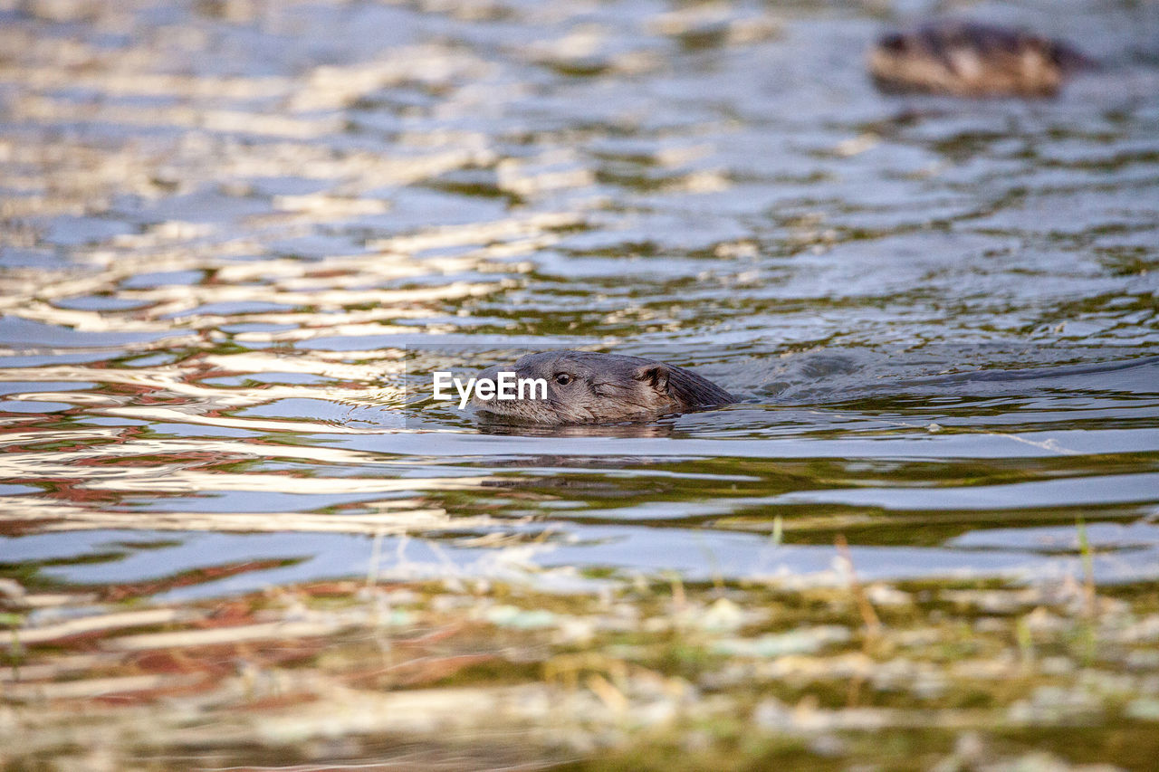 Juvenile river otter lontra canadensis in a pond in naples, florida