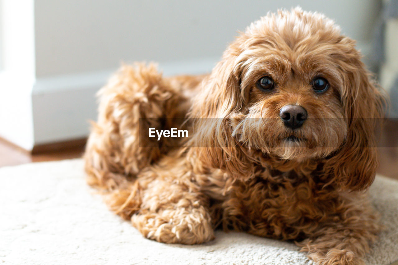 close-up of dog at home