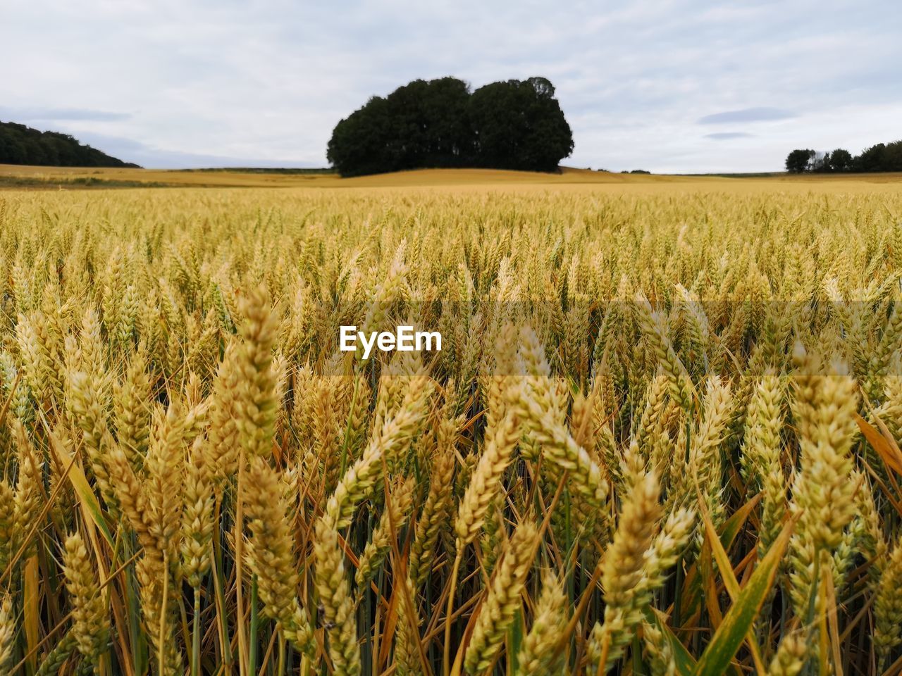 Scenic view of wheat field against sky