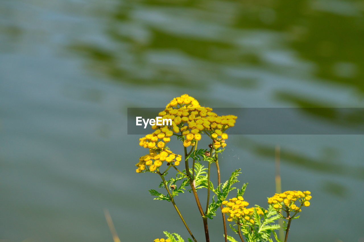 CLOSE-UP OF YELLOW FLOWERING PLANT AGAINST BLURRED BACKGROUND