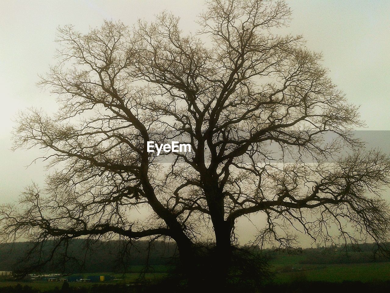 SILHOUETTE BARE TREES ON FIELD AGAINST SKY