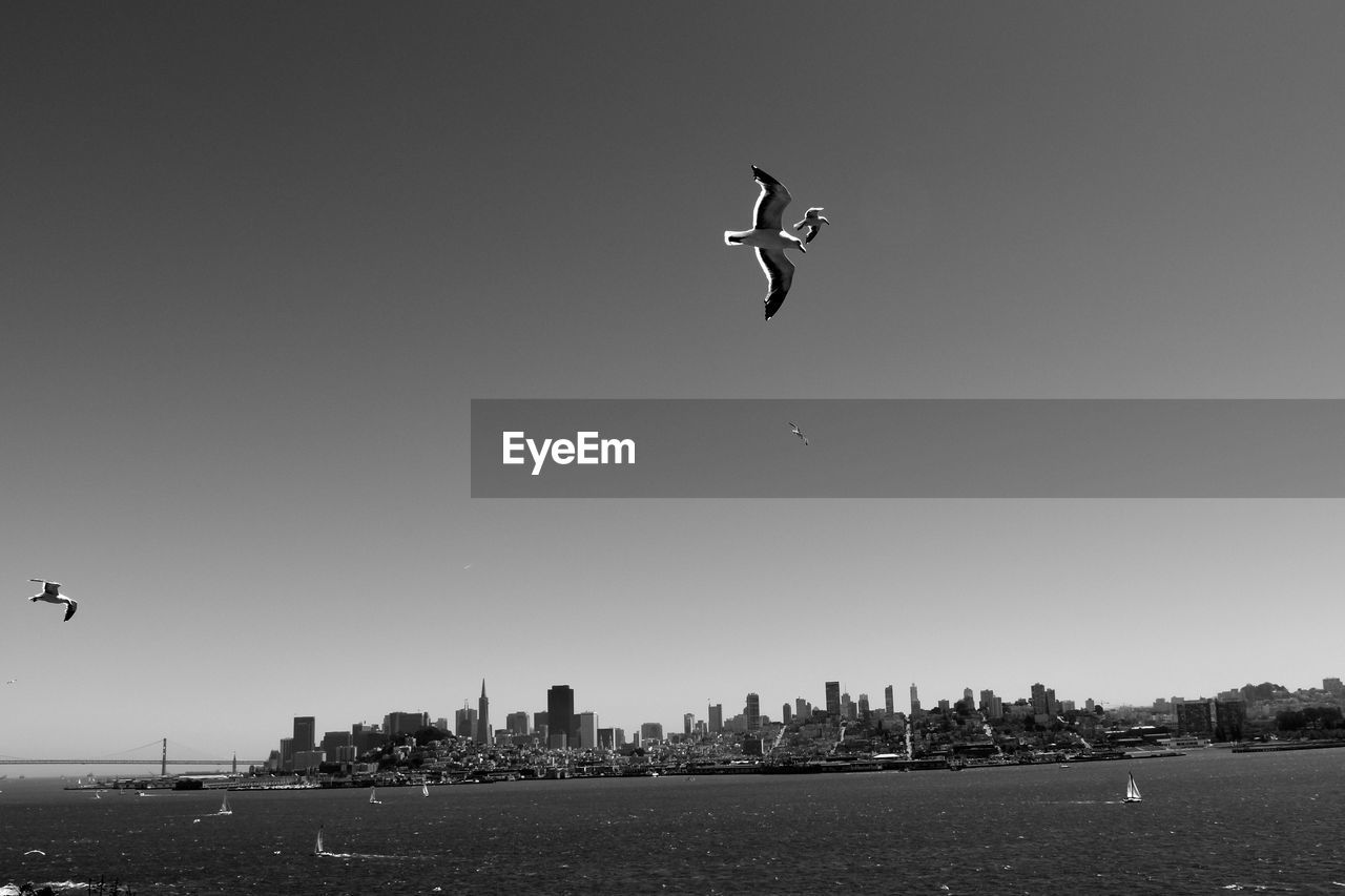 VIEW OF BIRDS IN FLIGHT