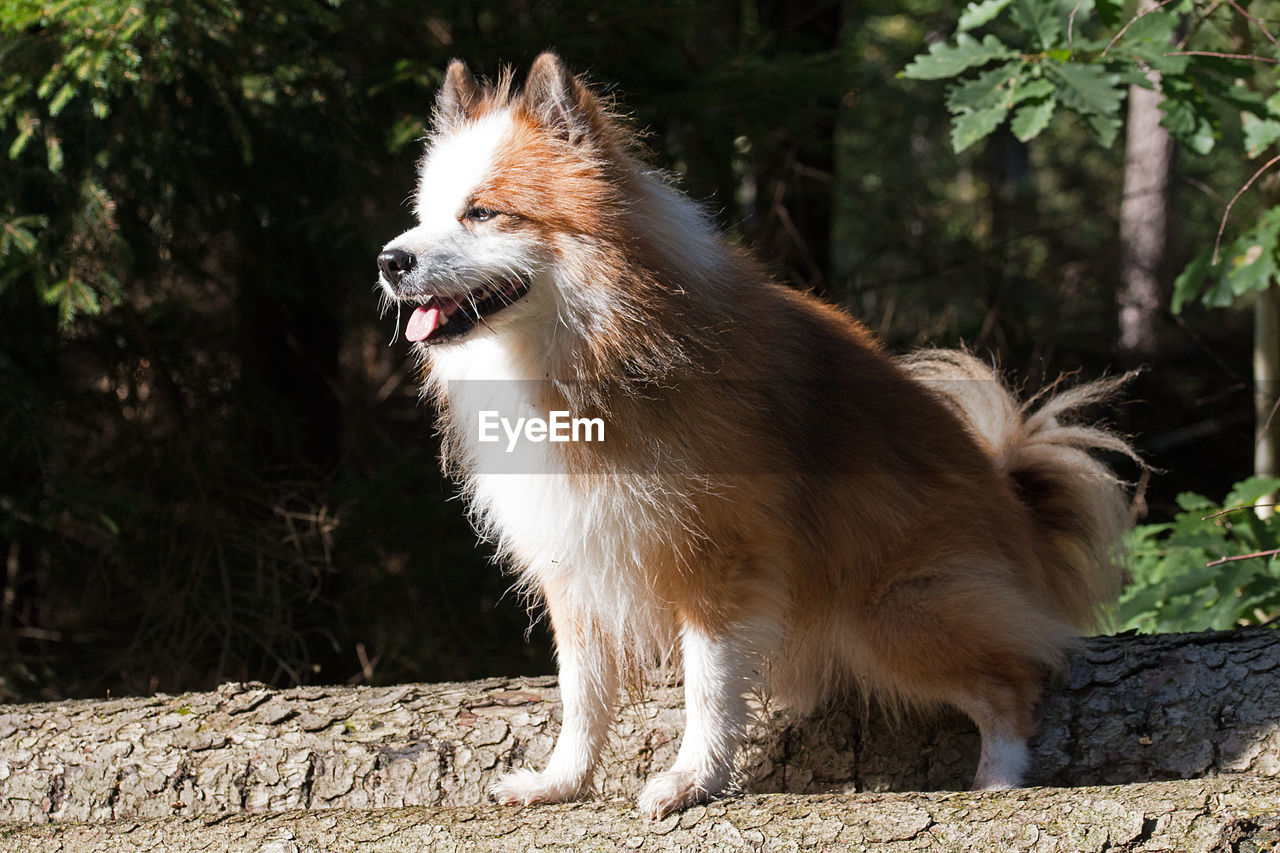 CLOSE-UP OF DOG BY TREE