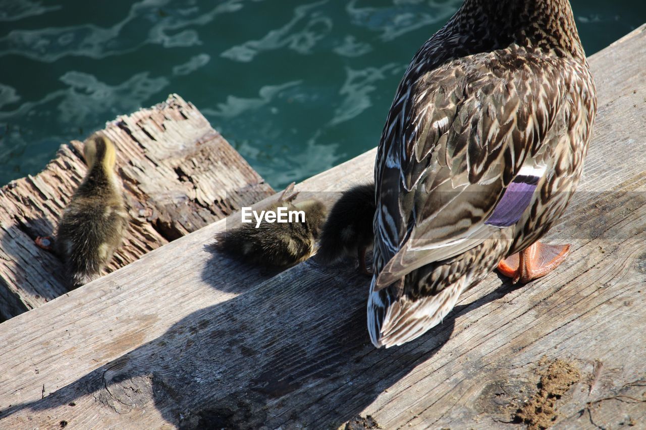 HIGH ANGLE VIEW OF BIRD PERCHING ON WOOD