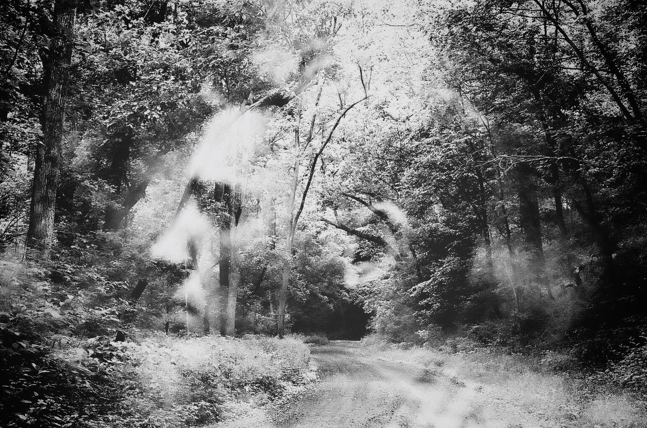 Male profile and forest road