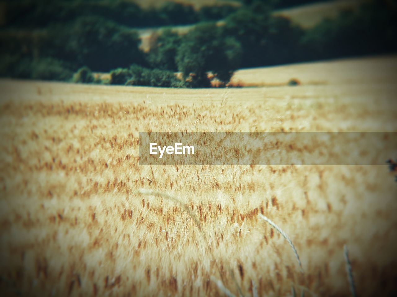 CLOSE-UP OF WHEAT FIELD