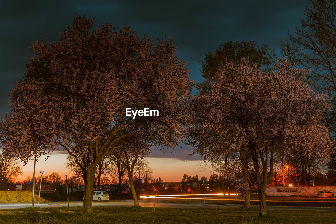 Trees by light trail on road against sky