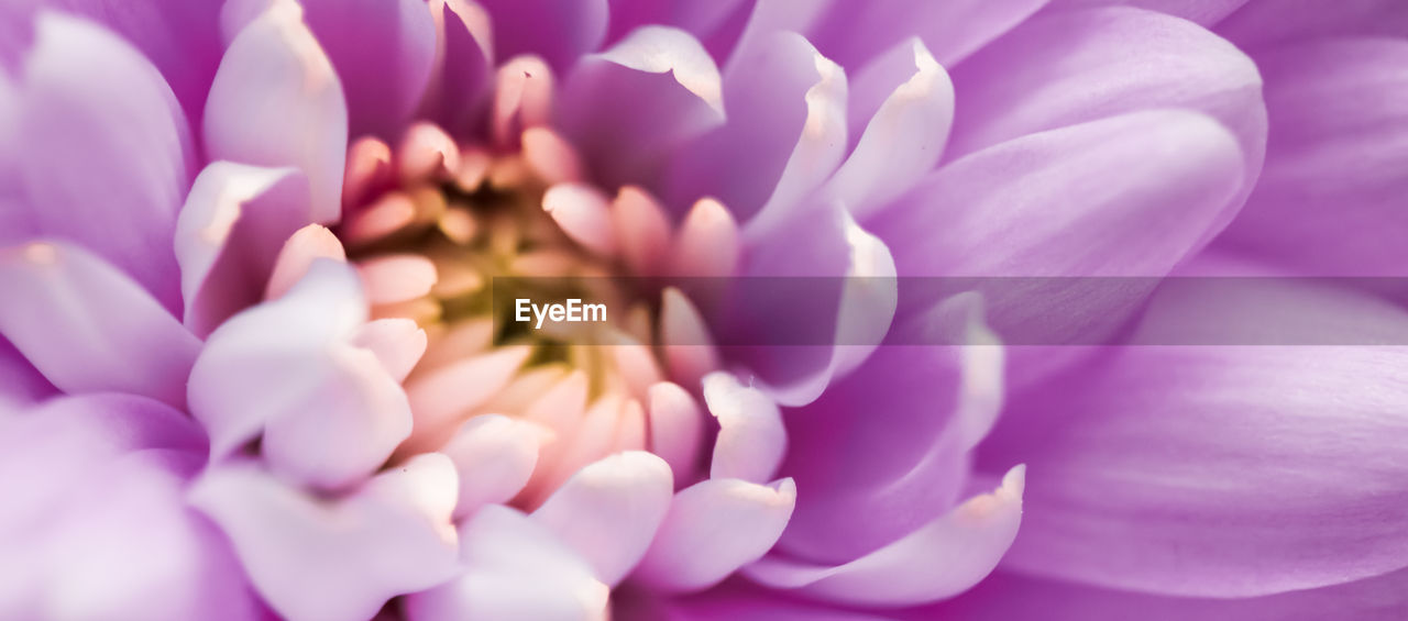 CLOSE-UP OF PINK CROCUS FLOWERS