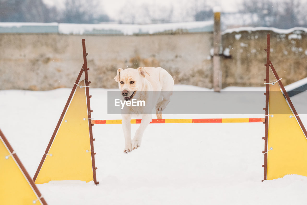 close-up of dog on snow