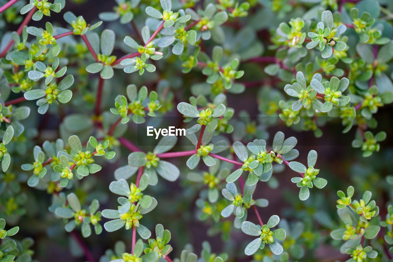 plant, beauty in nature, nature, plant part, leaf, flower, growth, flowering plant, pattern, backgrounds, no people, green, freshness, food and drink, close-up, multi colored, food, outdoors, botany, summer, healthcare and medicine, full frame, environment, land, tree, vegetable, day, produce, science, sunlight, field, environmental conservation, botanical garden, medicine, garden, outdoor pursuit, nature reserve, biology, leaf vegetable, alternative medicine, floral pattern, healthy eating, travel, social issues, fragility, non-urban scene, herb, gardening, subshrub, landscape