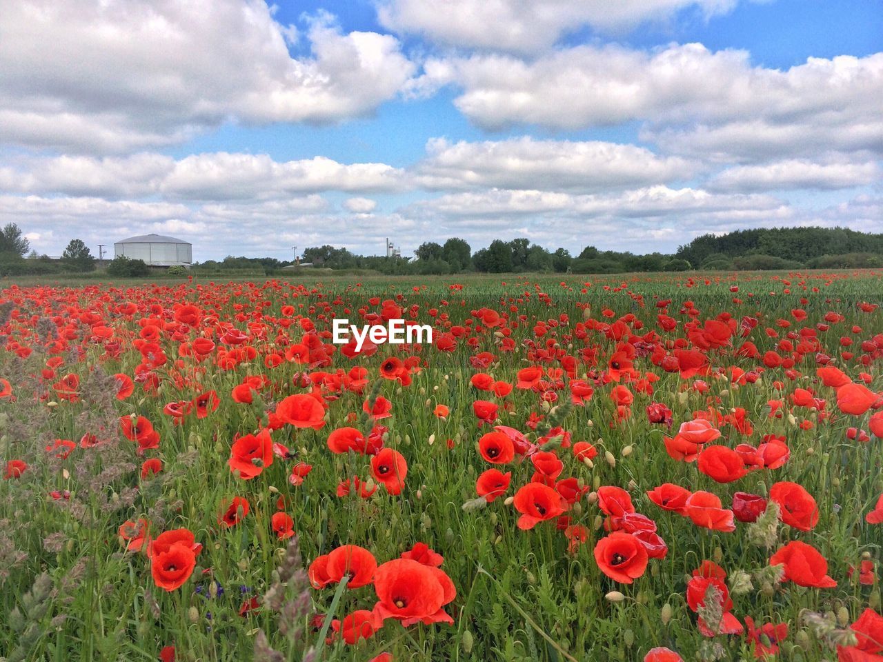 Poppies growing on field against cloudy sky