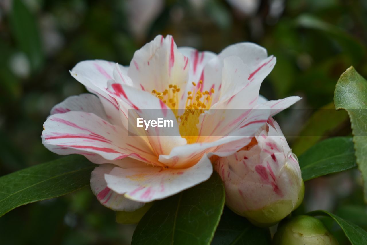 flower, flowering plant, plant, freshness, beauty in nature, petal, blossom, close-up, fragility, pink, leaf, flower head, inflorescence, plant part, nature, growth, pollen, camellia sasanqua, springtime, stamen, no people, focus on foreground, outdoors, shrub, botany, macro photography