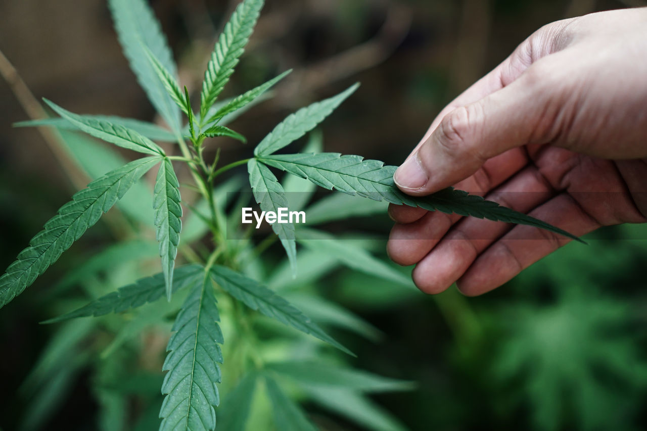 CLOSE-UP OF PERSON HOLDING LEAF