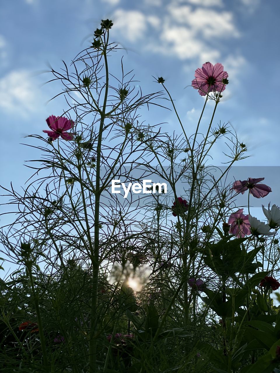 LOW ANGLE VIEW OF PINK FLOWERING PLANT AGAINST SKY