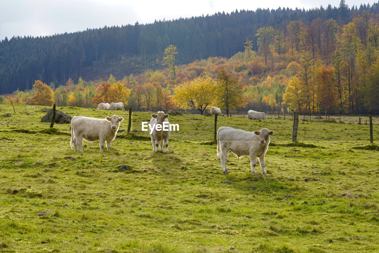 Cows in nature, kühen im weide, gazing cows