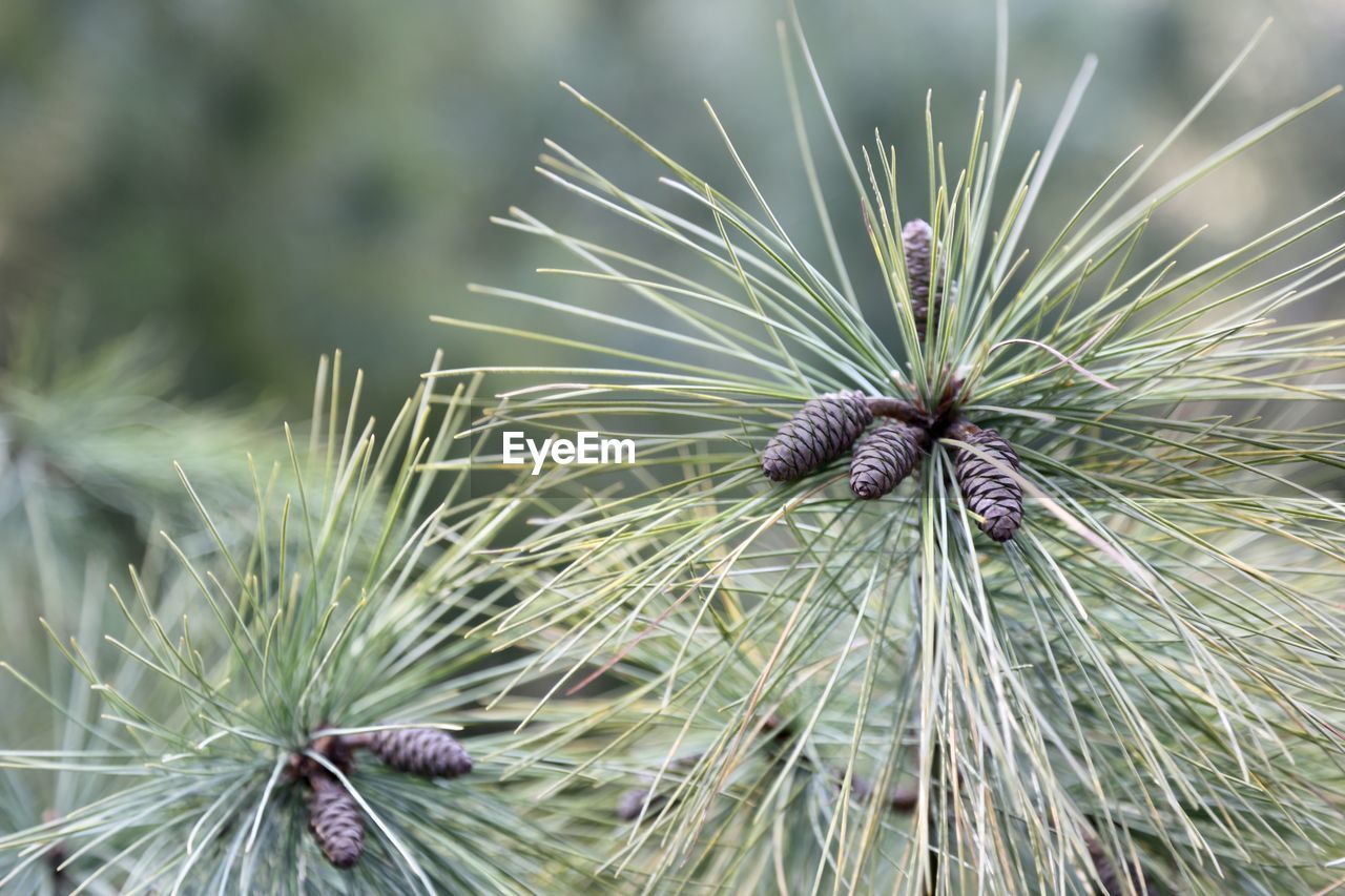 CLOSE-UP OF DRIED PLANT