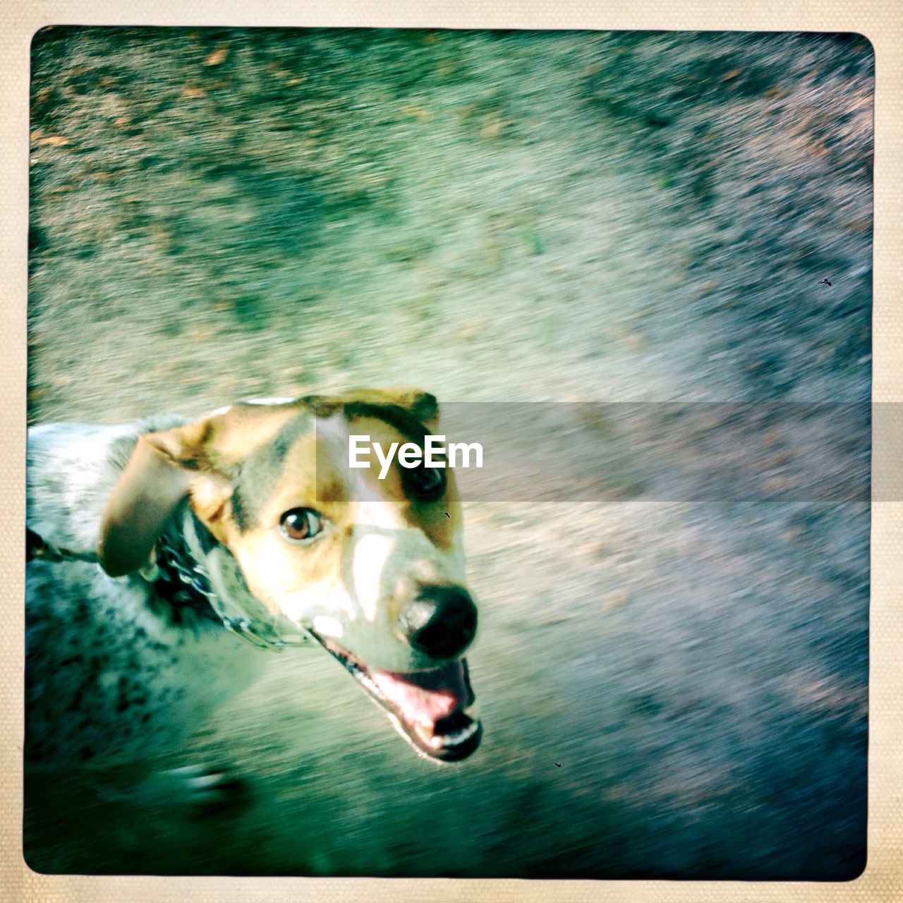 Close-up high angle portrait of a dog