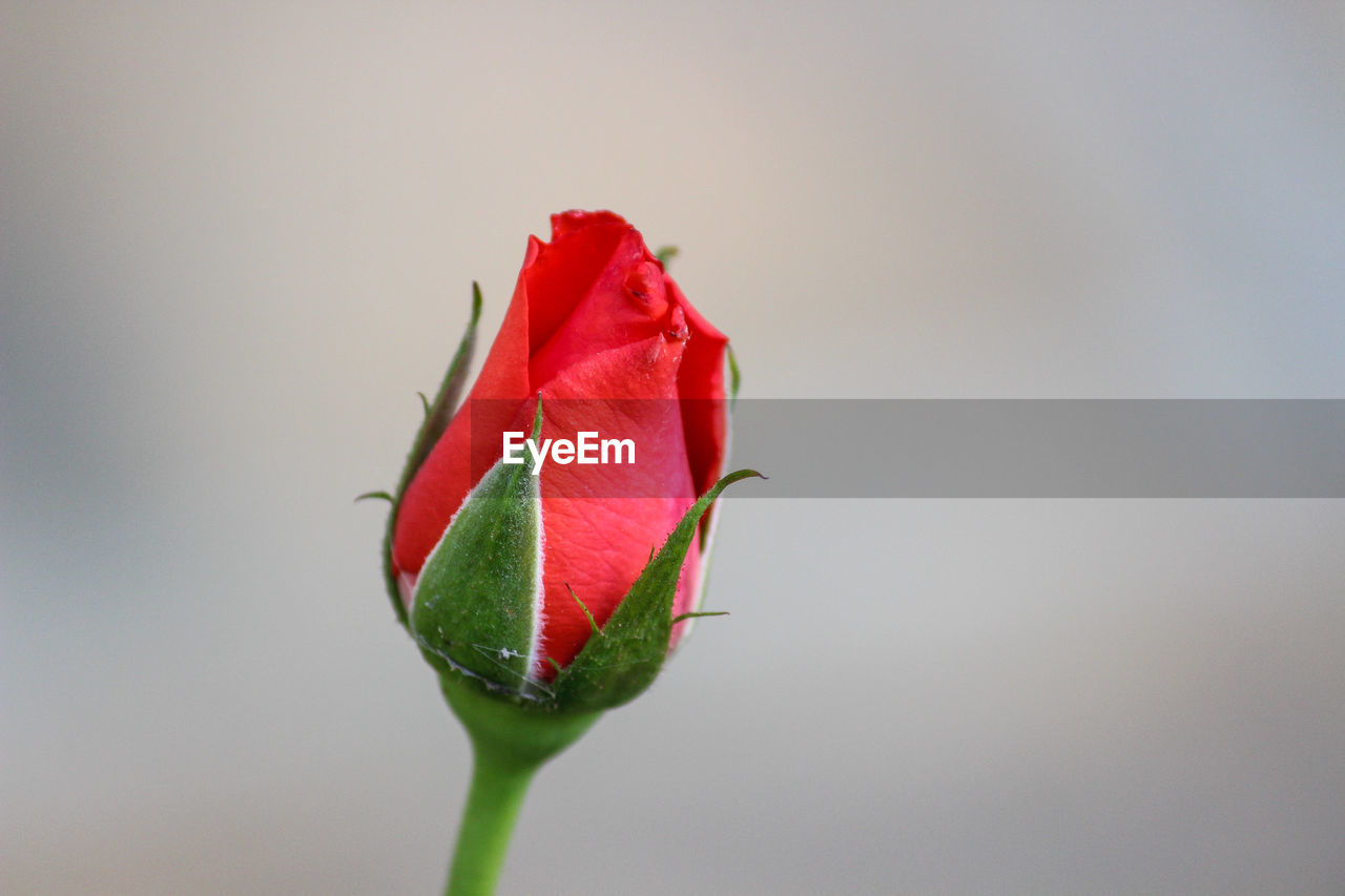 Close-up of rose bud