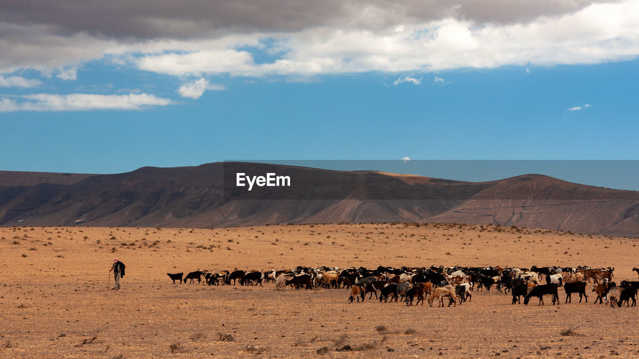 Man walking with goats on land in desert against sky