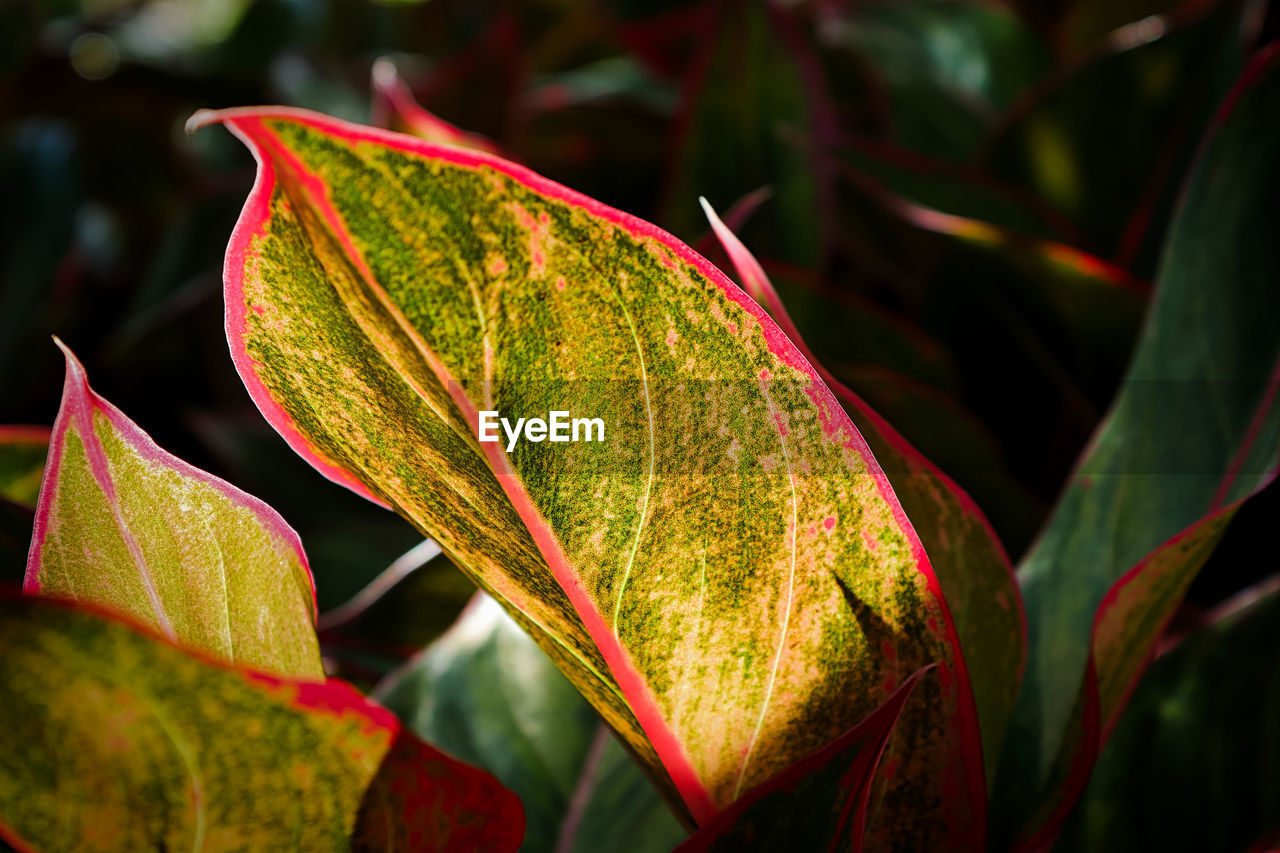 Closeup of sunlight shining on a aglaonema leaf.