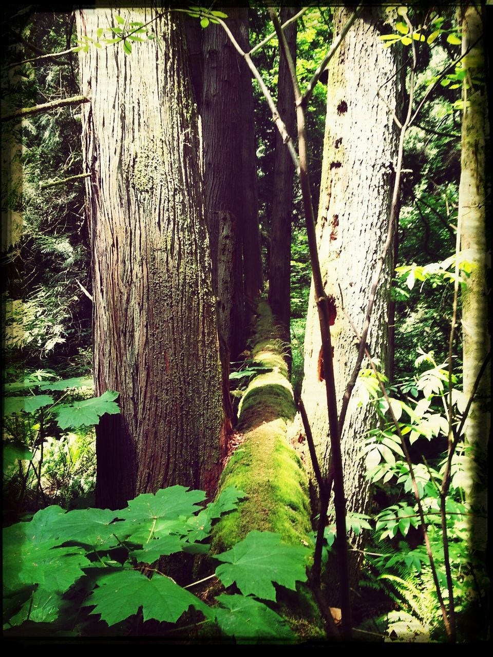 PLANTS GROWING ON TREE TRUNK