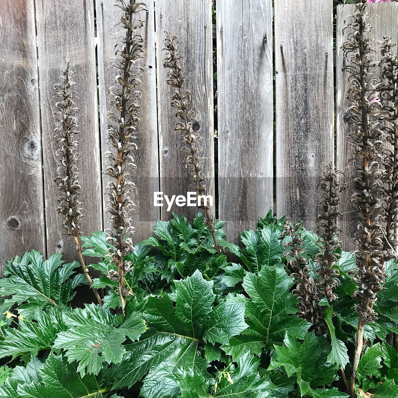 CLOSE-UP VIEW OF PLANTS