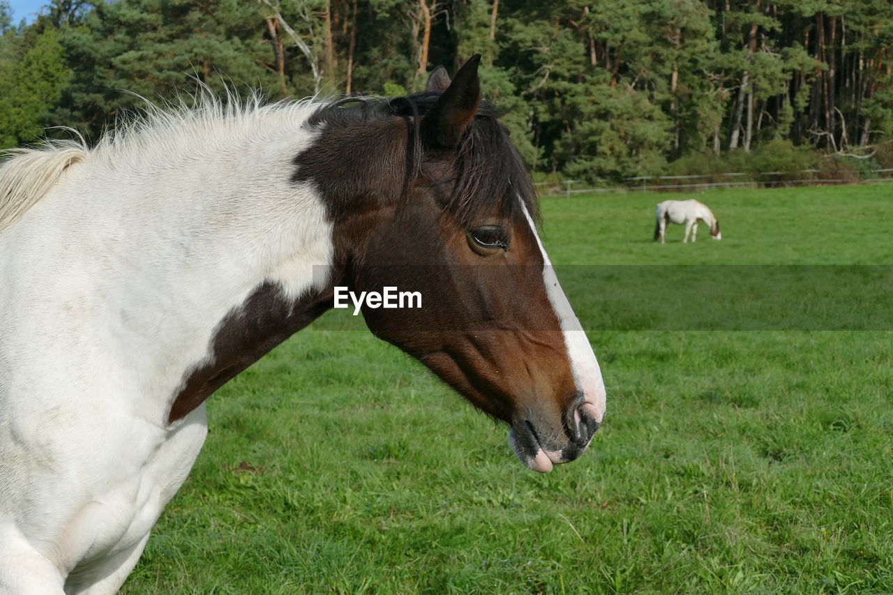 horse, animal, animal themes, mammal, domestic animals, livestock, plant, pet, pasture, grass, mare, animal wildlife, field, land, one animal, nature, stallion, green, mane, no people, herbivorous, agriculture, grazing, mustang horse, day, tree, landscape, plain, working animal, outdoors, meadow, side view, brown, growth, pack animal, white, halter, animal head, environment
