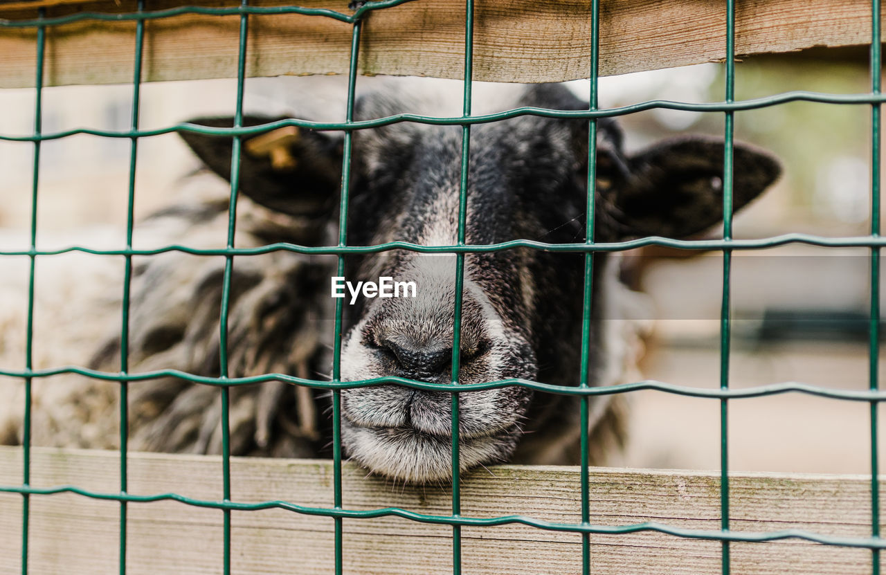 animal, animal themes, mammal, one animal, pet, domestic animals, animal shelter, fence, dog, cage, animals in captivity, animal body part, no people, portrait, focus on foreground, trapped, animal wildlife, zoo, outdoors, metal, close-up, security, livestock, day, looking at camera
