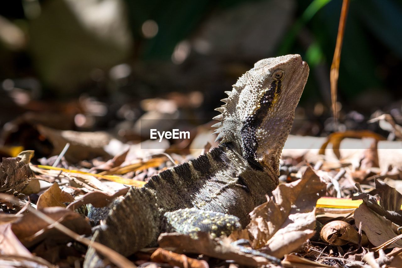 Close-up of water dragon on ground during winter