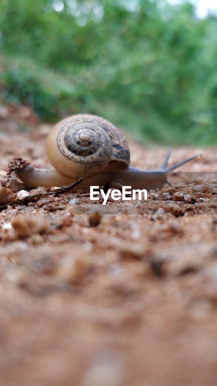 Close-up of snail on land