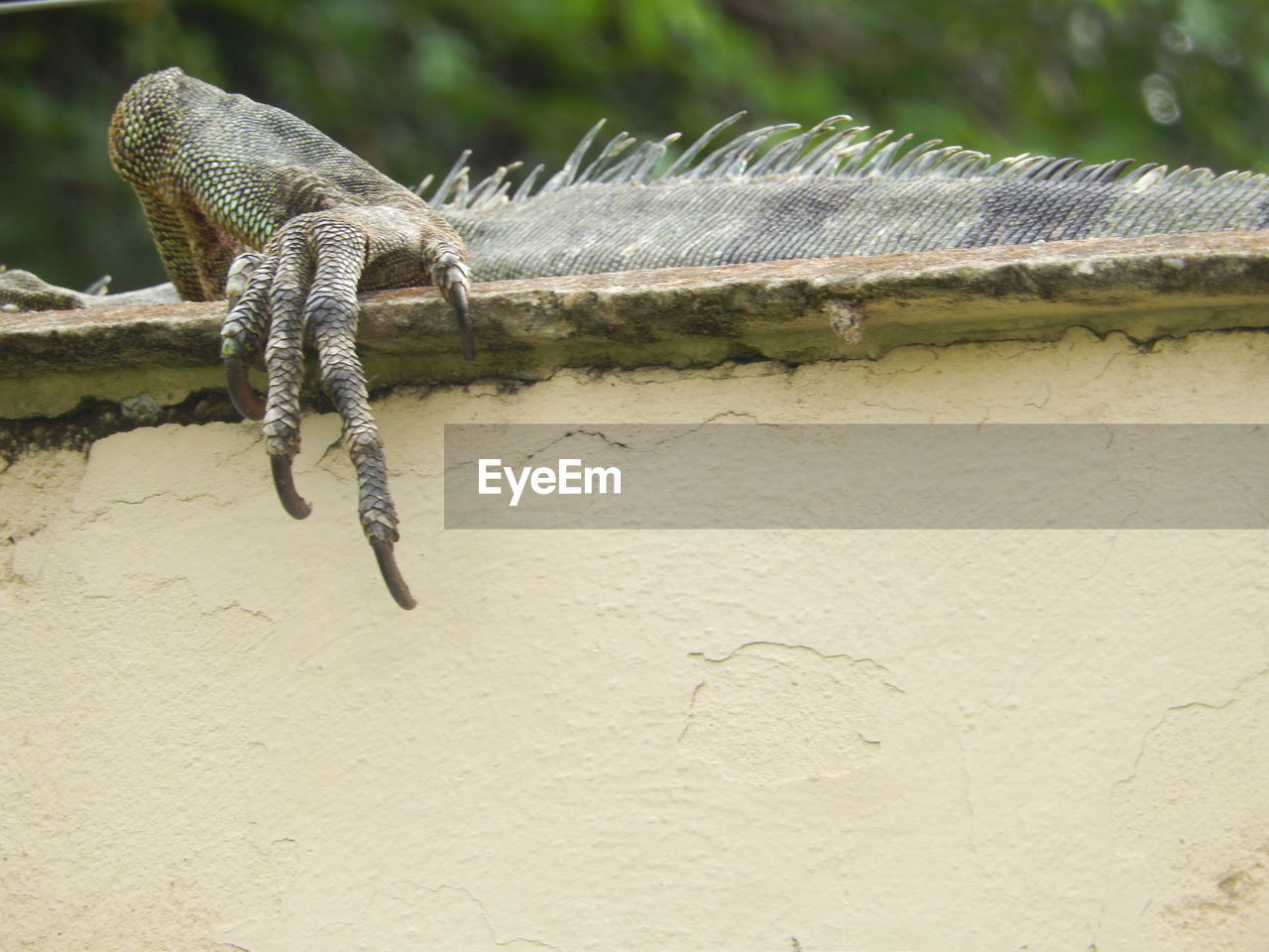 CLOSE-UP OF LIZARD ON GROUND