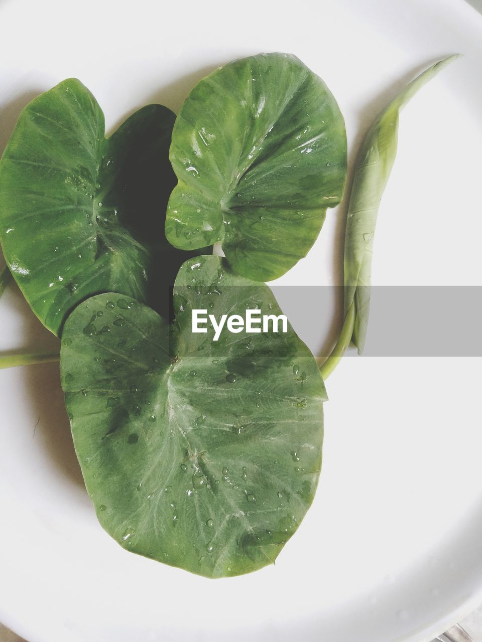 HIGH ANGLE VIEW OF GREEN LEAVES AND WHITE BACKGROUND