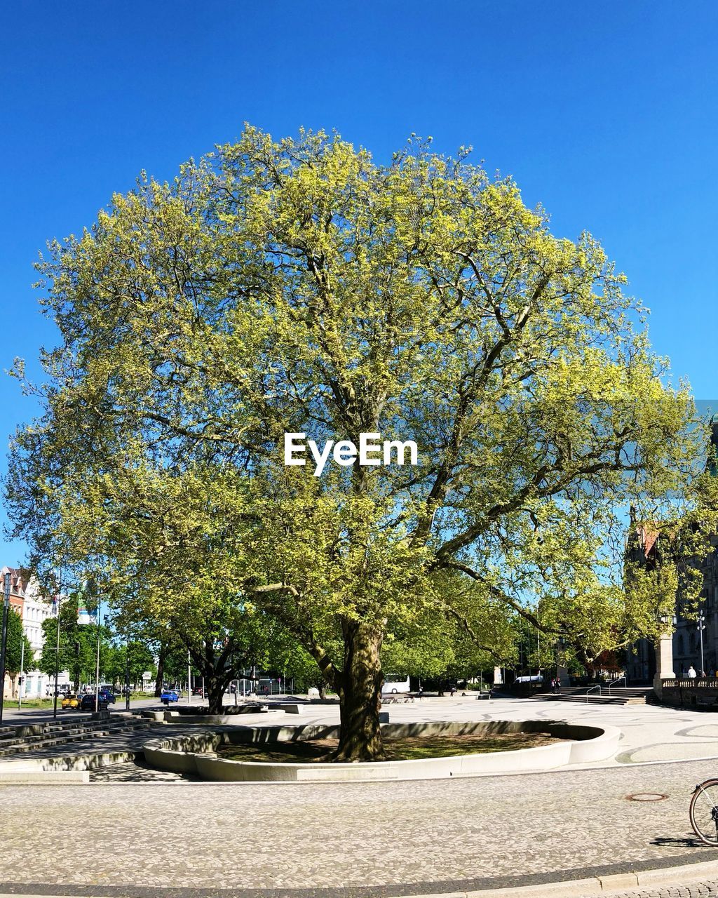 VIEW OF TREE IN PARK