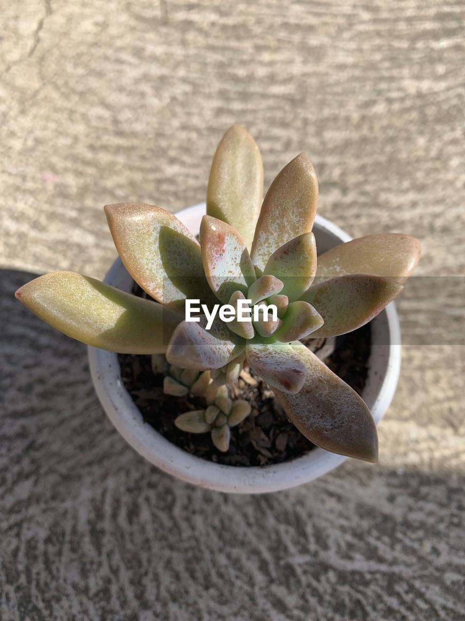 HIGH ANGLE VIEW OF SUCCULENT PLANT IN PEBBLES