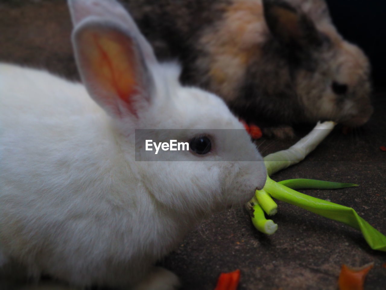 Close-up of rabbits