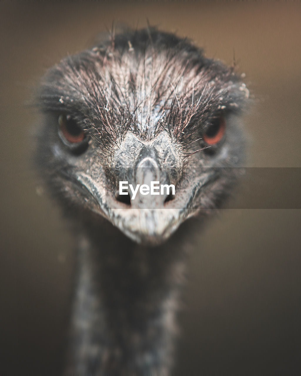 Close-up of bird
