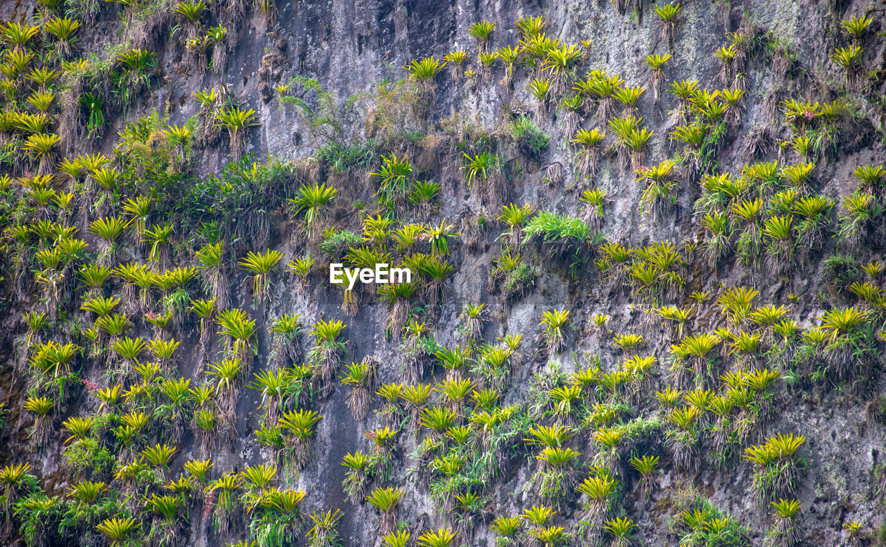 FULL FRAME SHOT OF MOSS ON ROCK