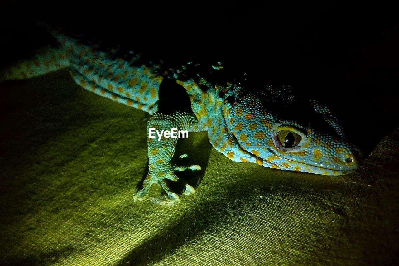 High angle view of lizard on fabric