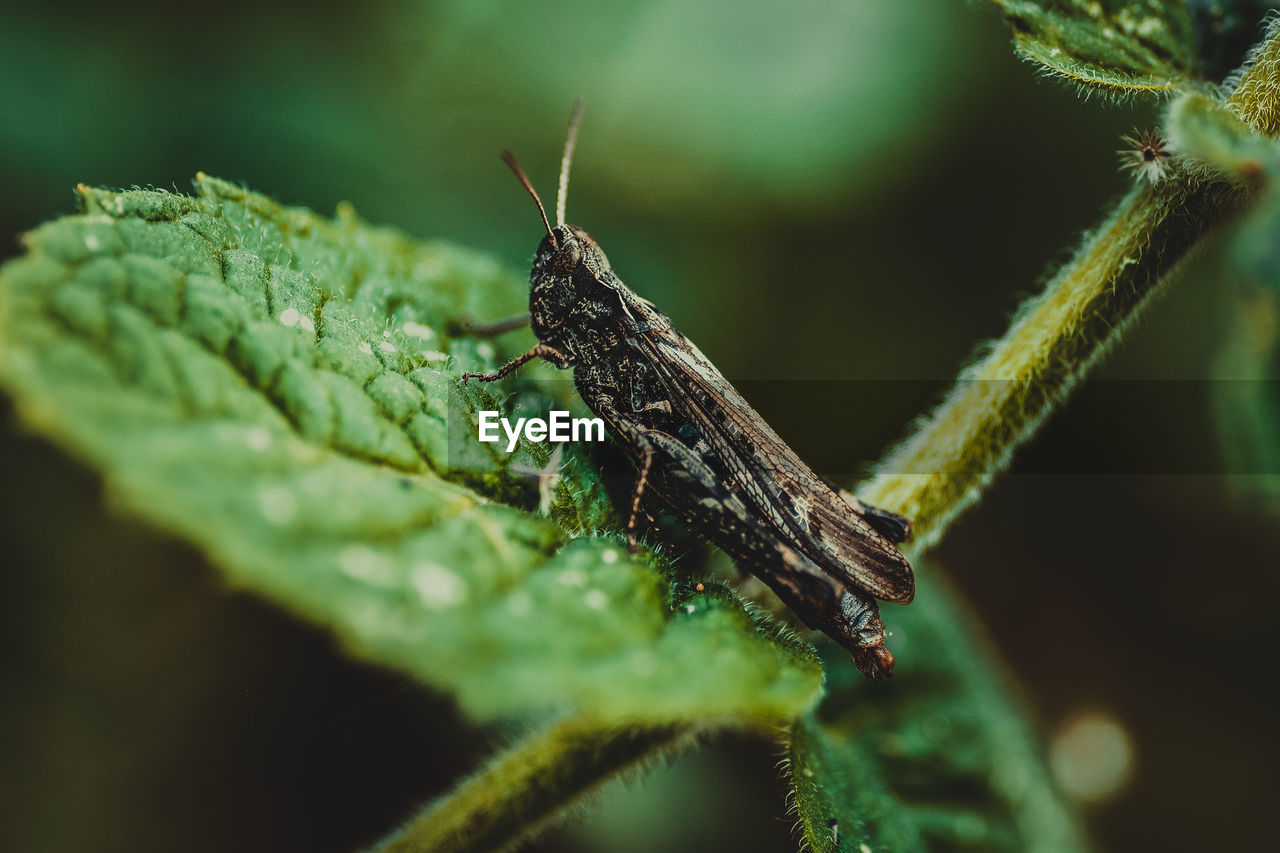 Close-up of grasshopper on leaf