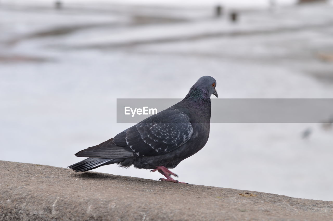 PIGEON PERCHING ON A WALL