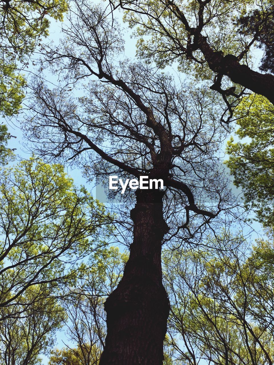 Low angle view of trees against sky