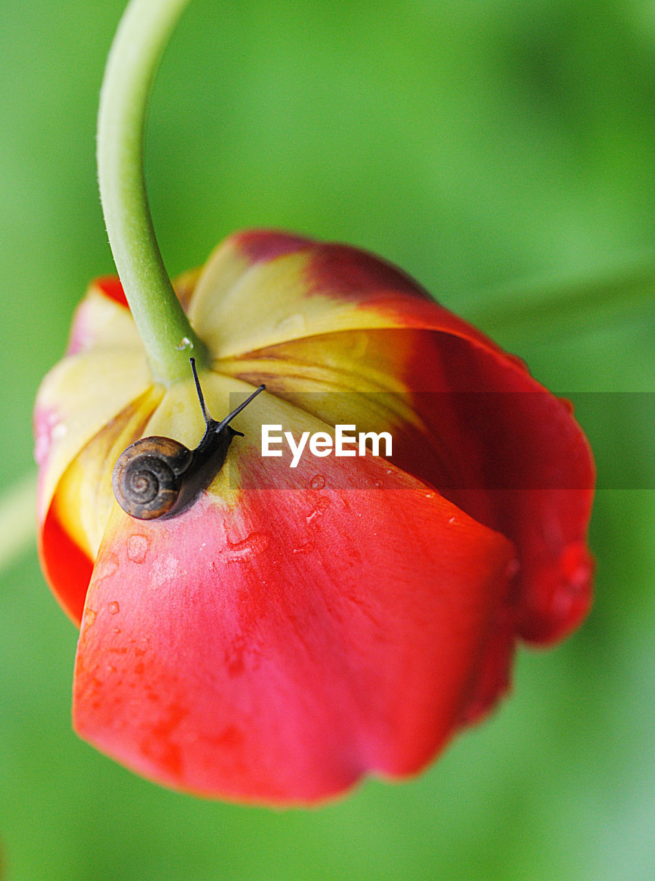 Close-up of tiny snail on wet red tulip