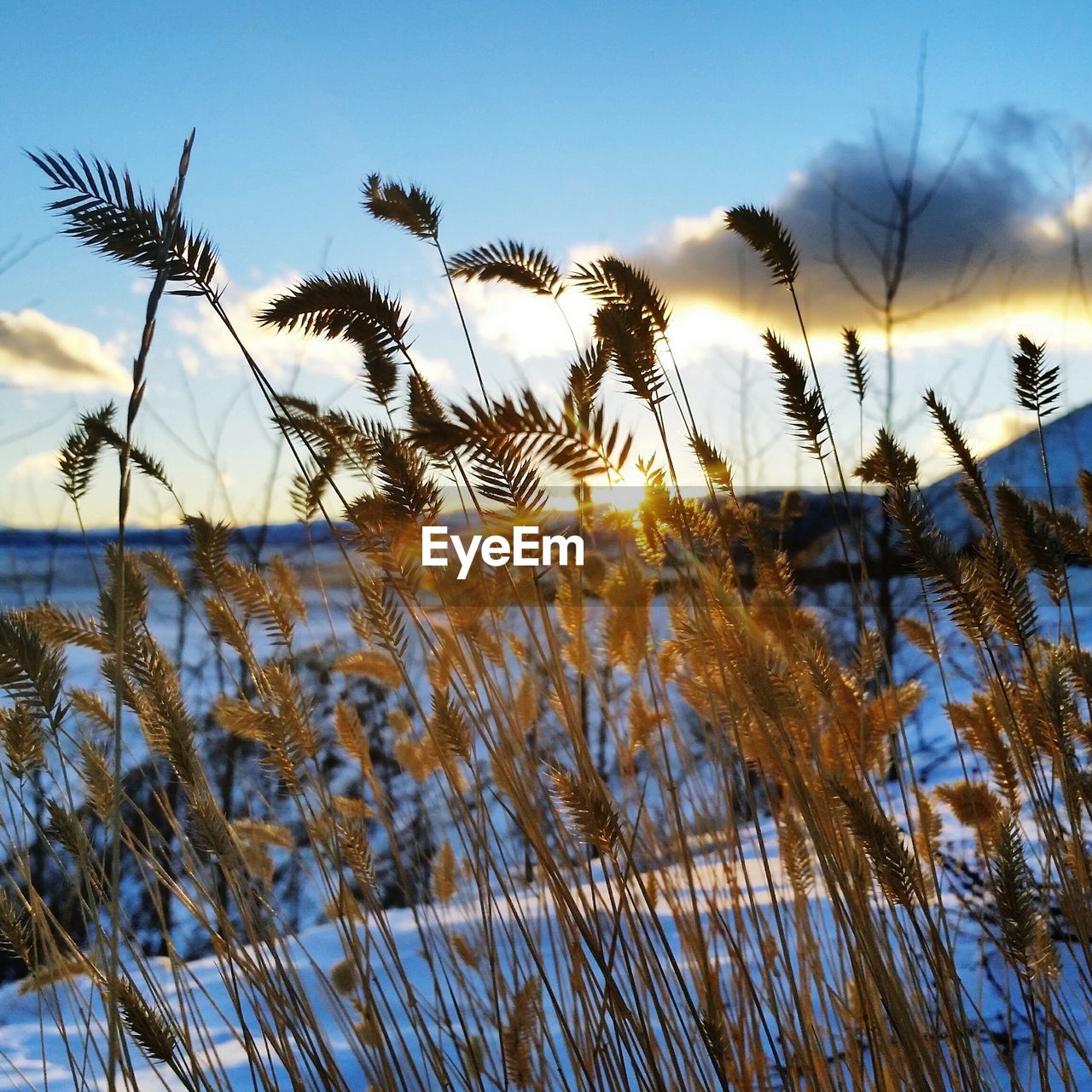 Close-up of grass on snow covered field against sky during sunset