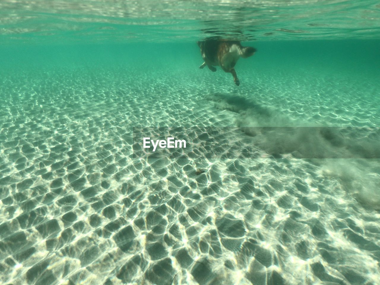 YOUNG MAN SWIMMING IN SEA