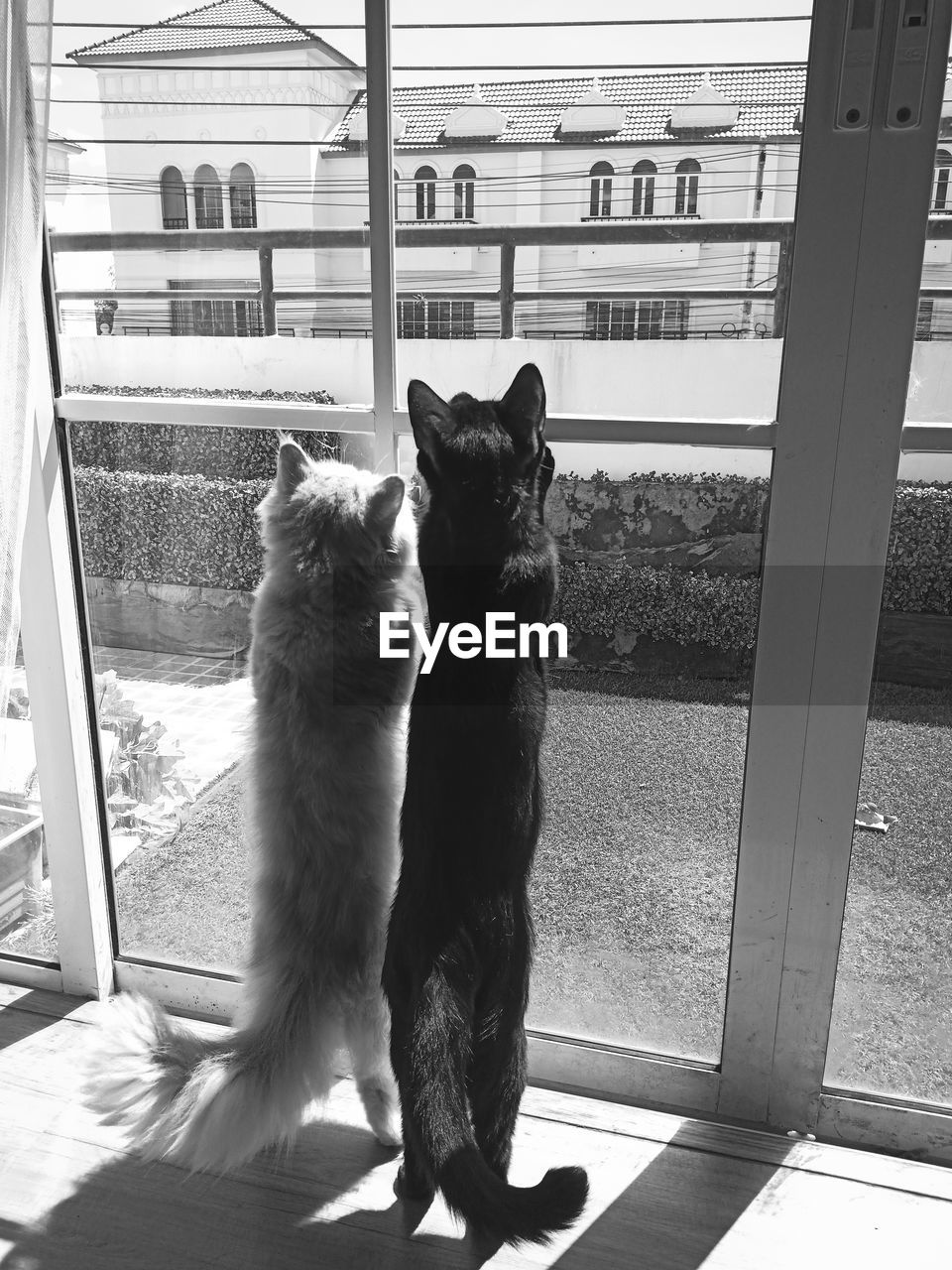 CAT SITTING BEHIND WINDOW